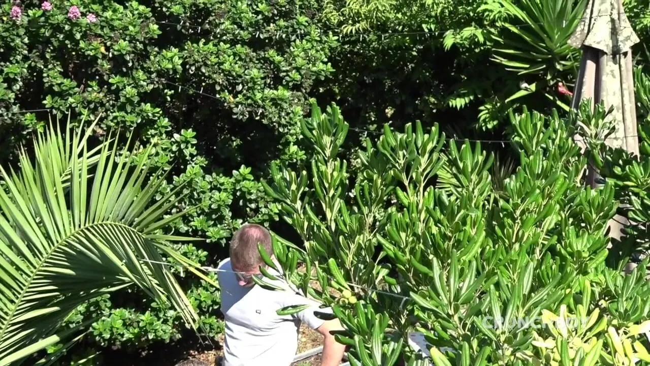 Dimitri fucked raw in exhib garden by Apolo Adrii